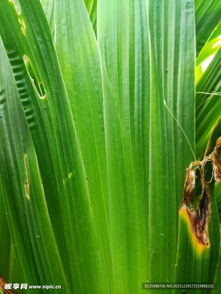 翠绿叶片上的斑驳痕迹