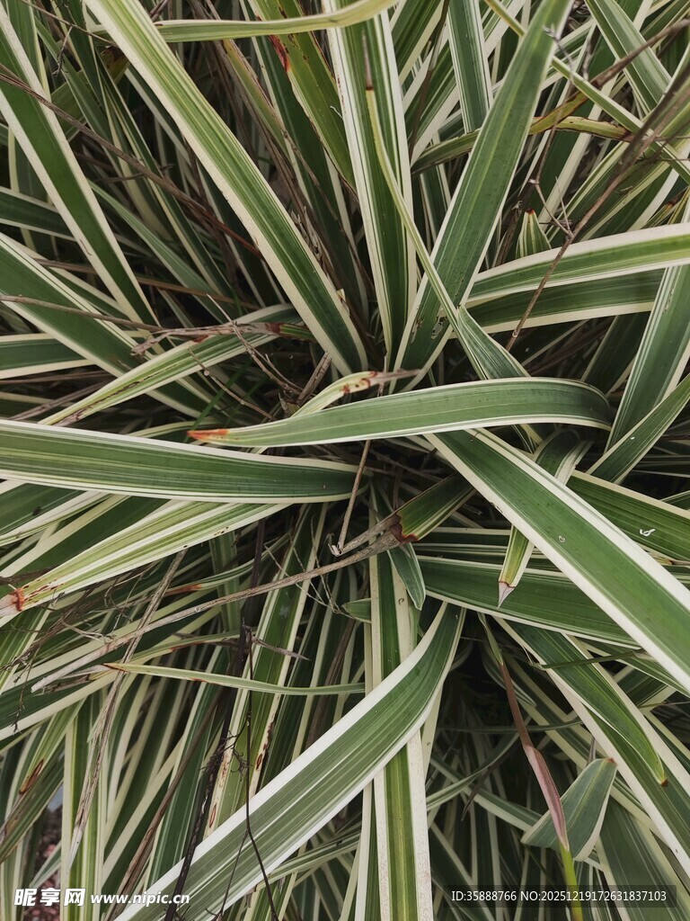 条纹绿叶植物特写
