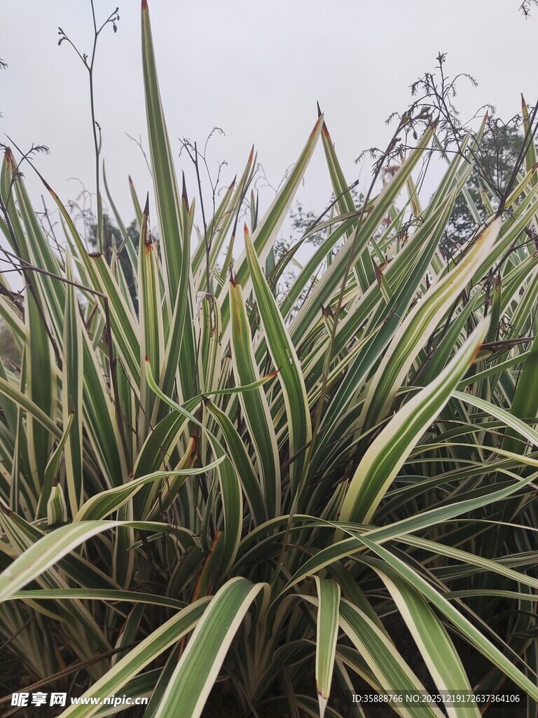 金边麦冬植物特写