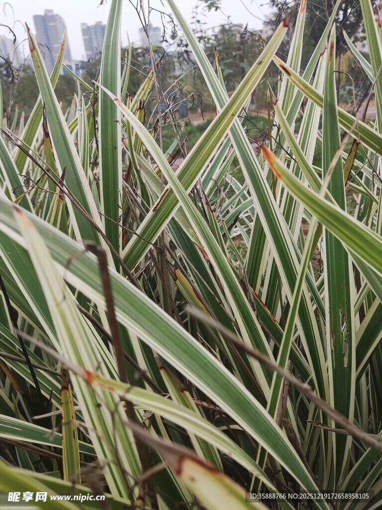 条纹叶片的绿植特写