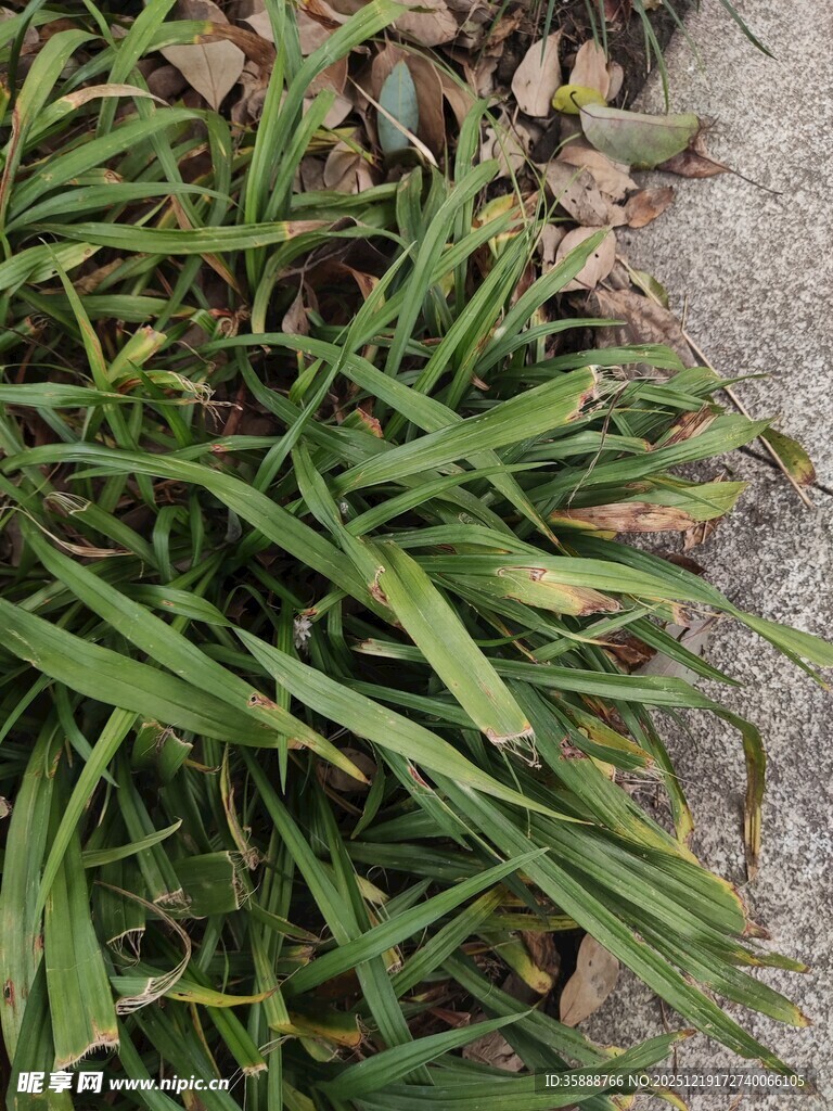 翠绿细长叶片的植物