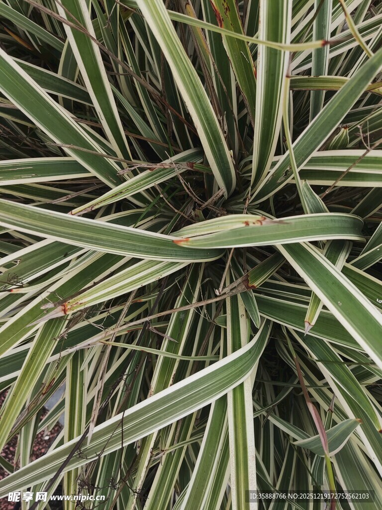 条纹绿叶植物特写