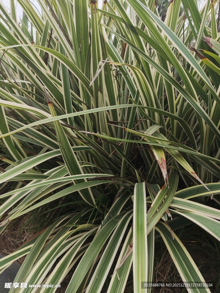 金边麦冬植物特写