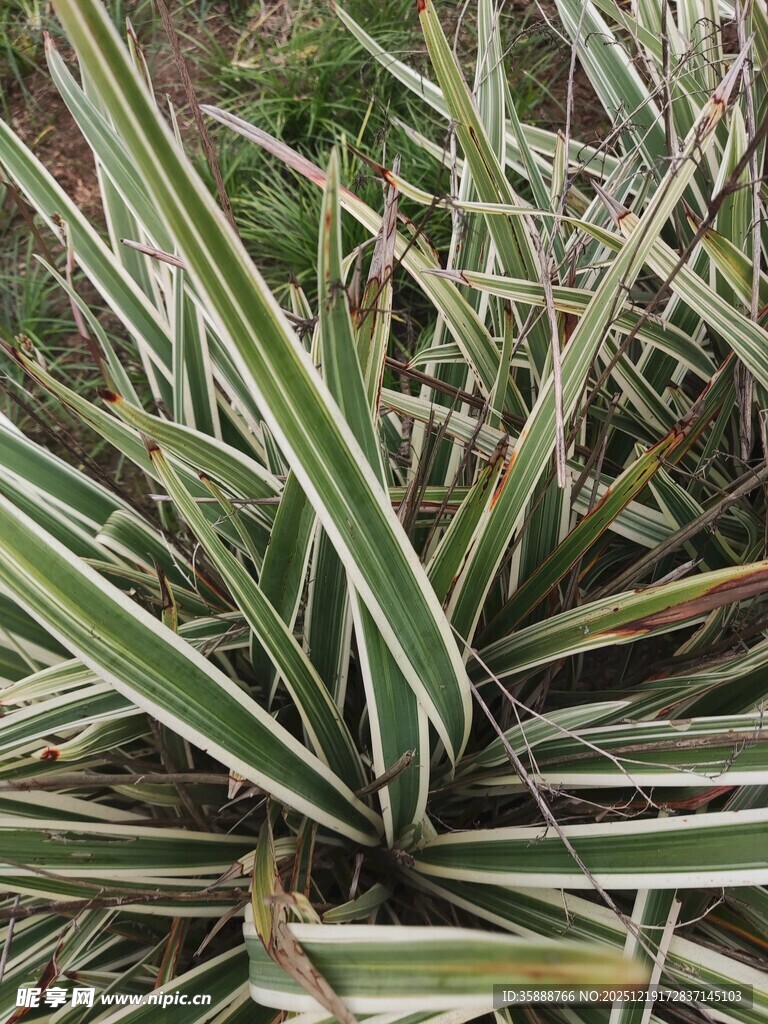 条纹绿叶植物特写