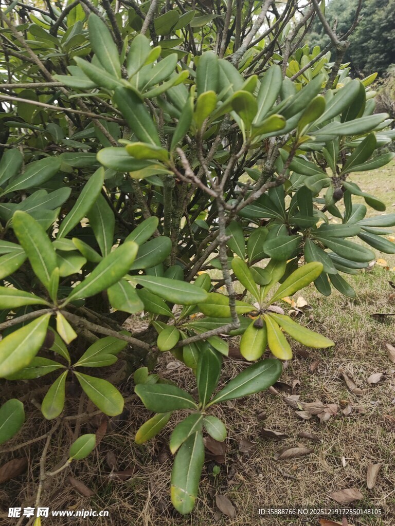 绿叶间的紫色果实