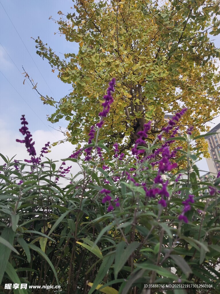 秋日紫花与绿树相映