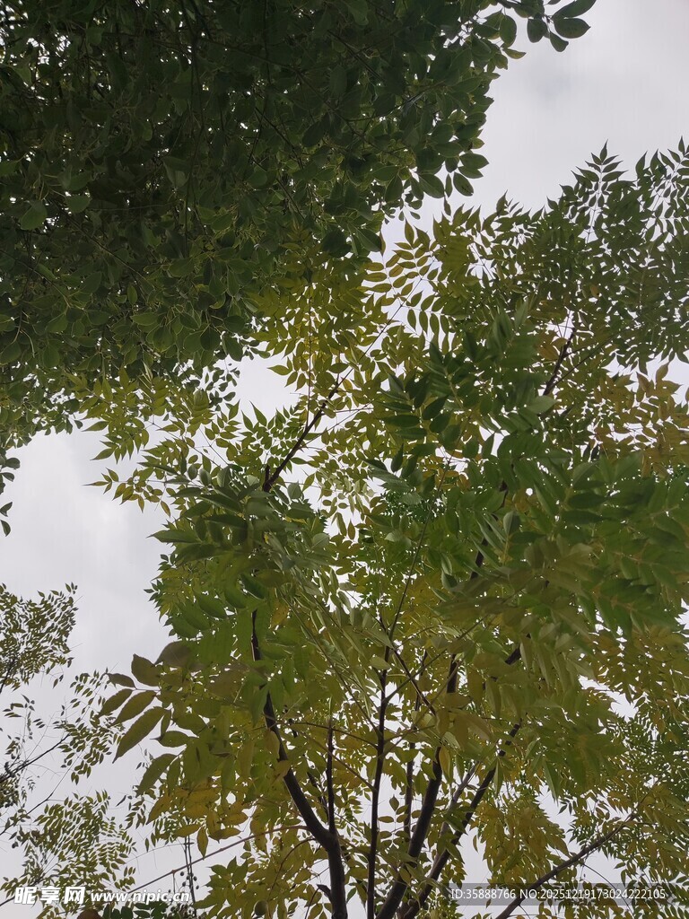 仰视秋日繁茂树木