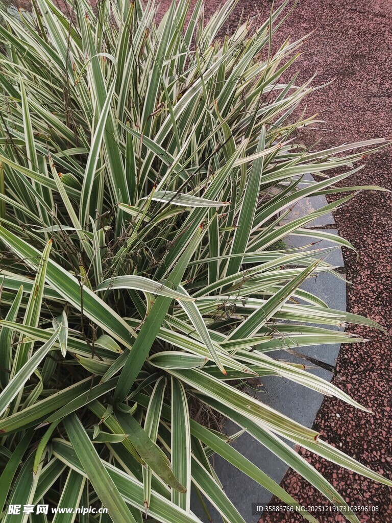 金边麦冬植物特写