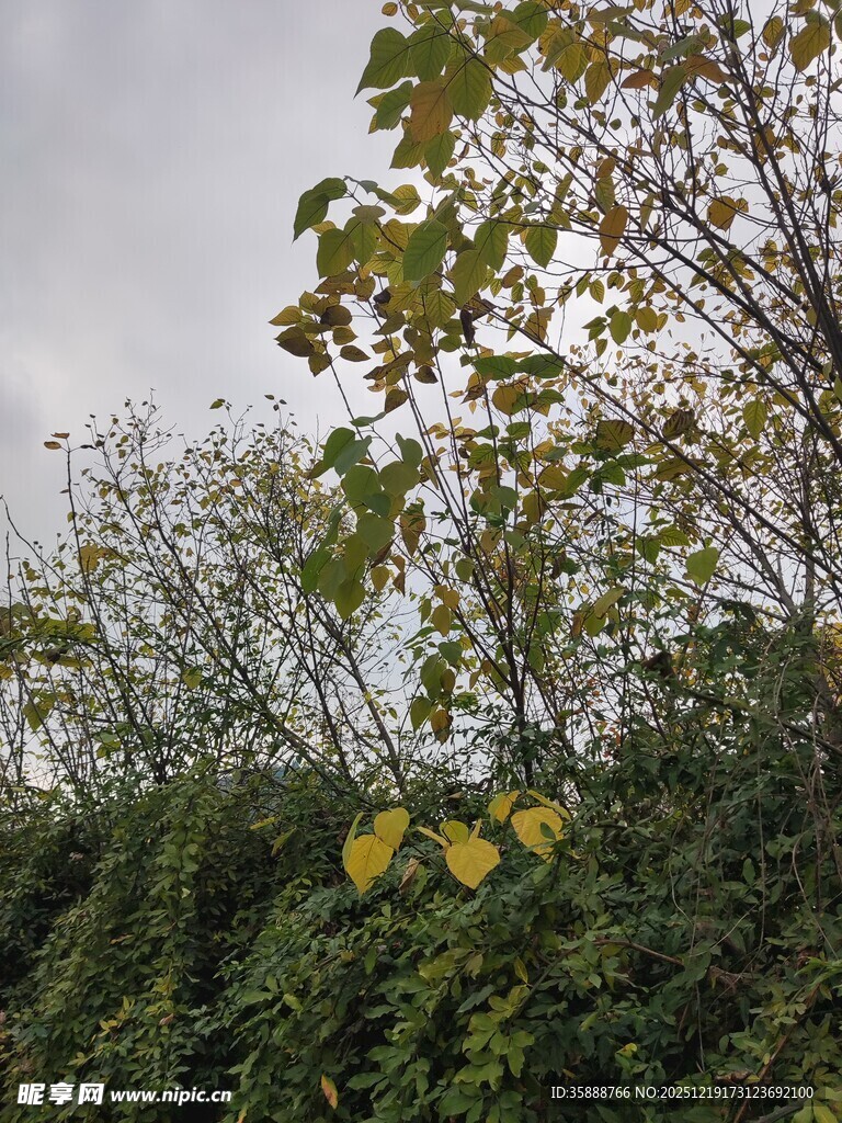 秋日树梢黄叶与绿植