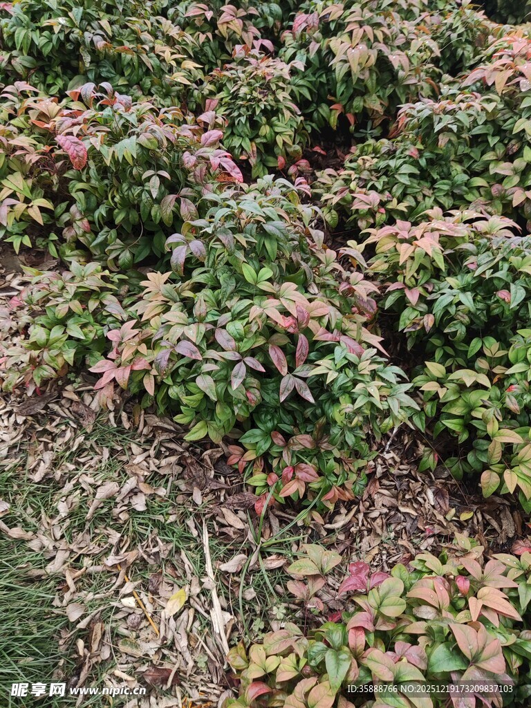 多彩斑斓的植物景观