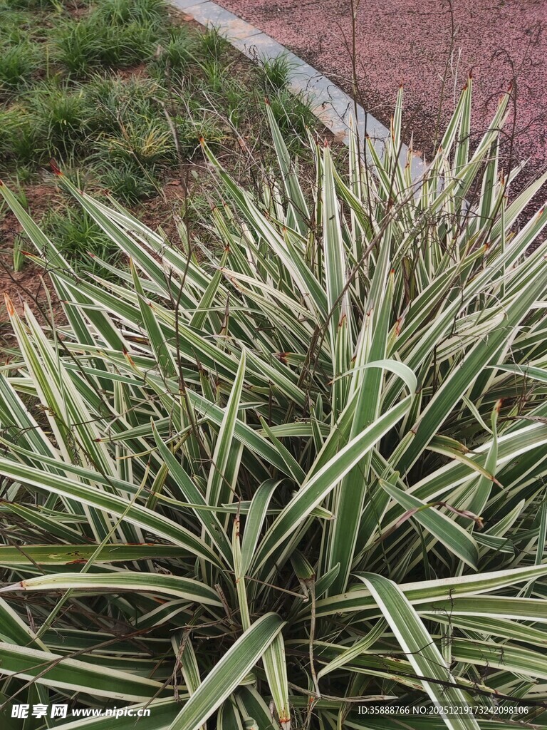 金边麦冬草植物特写
