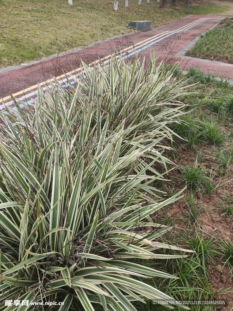 银边龙舌兰植物景观