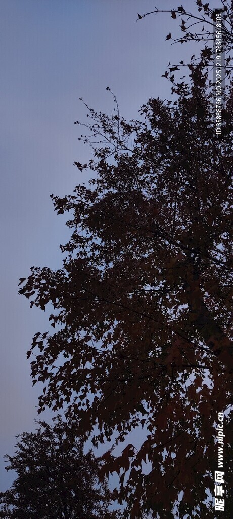 树梢上的蓝天剪影