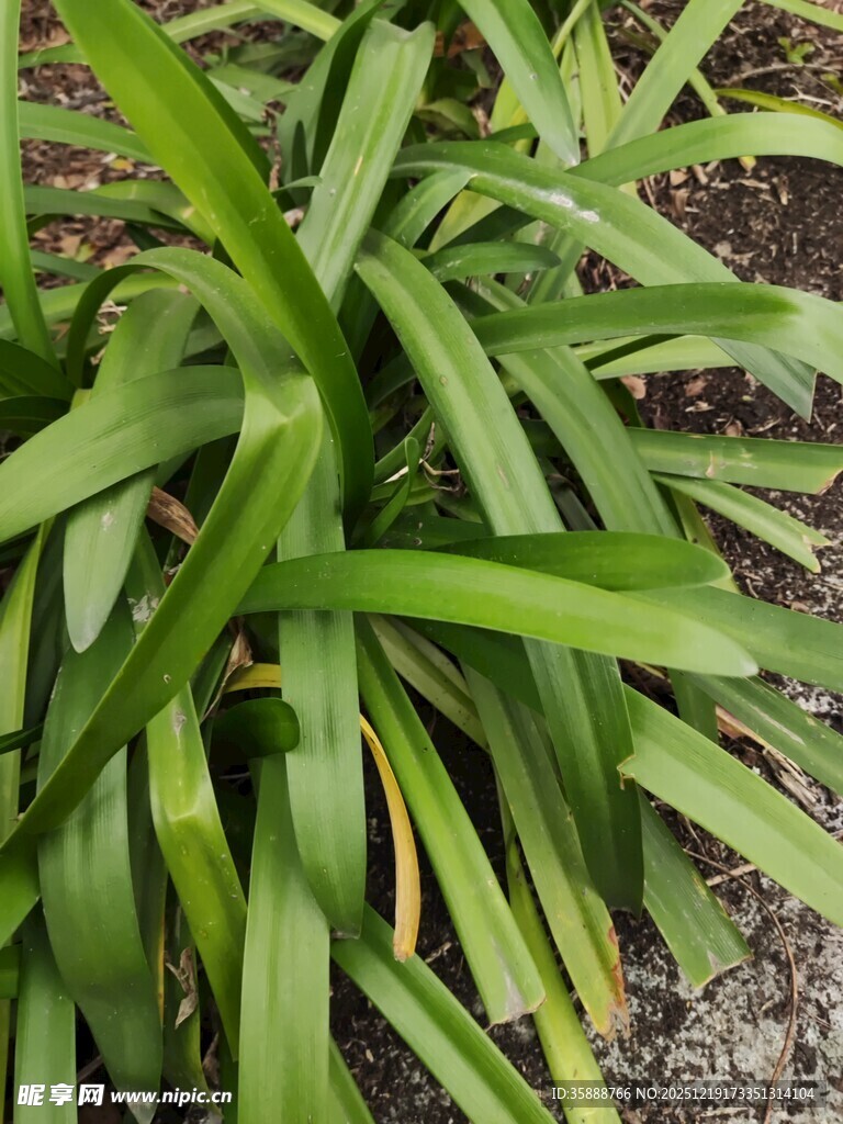 翠绿阔叶植物特写