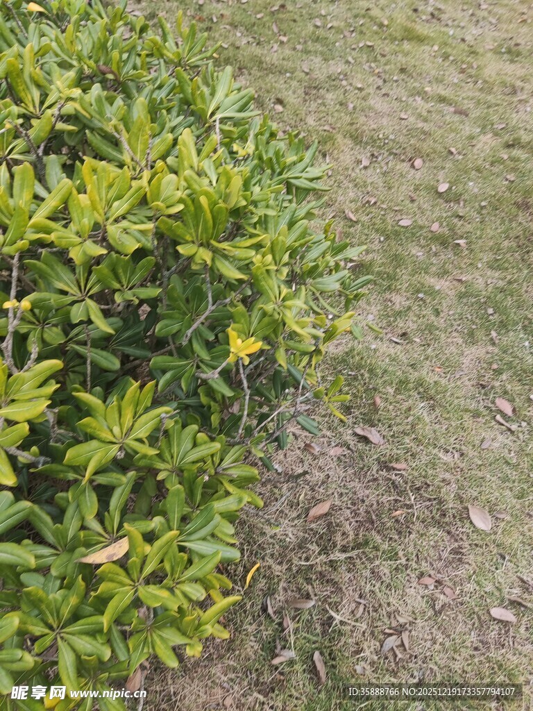 绿叶灌木与草地景观