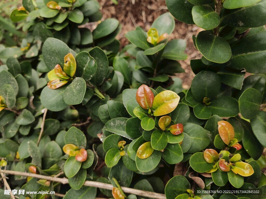 翠绿带红边的多肉植物