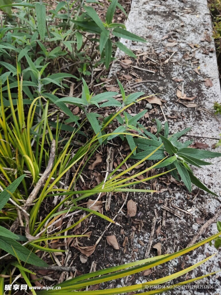 地面上的黄绿相间植物