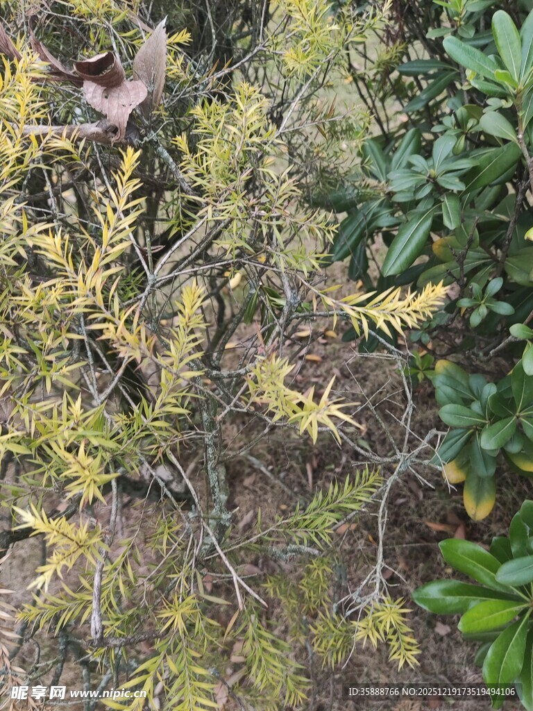 枯黄枝叶的植物景象
