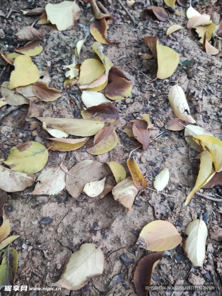 地面散落的多彩落叶