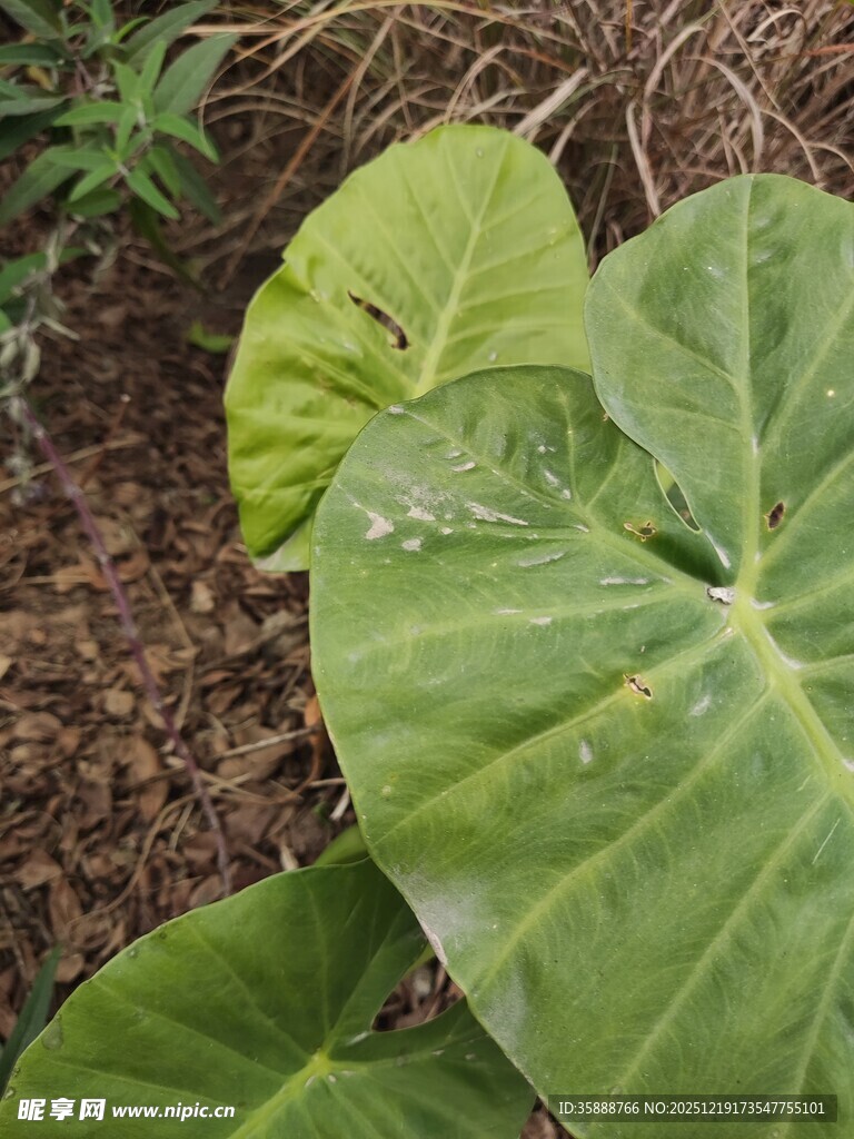 大叶片绿植特写