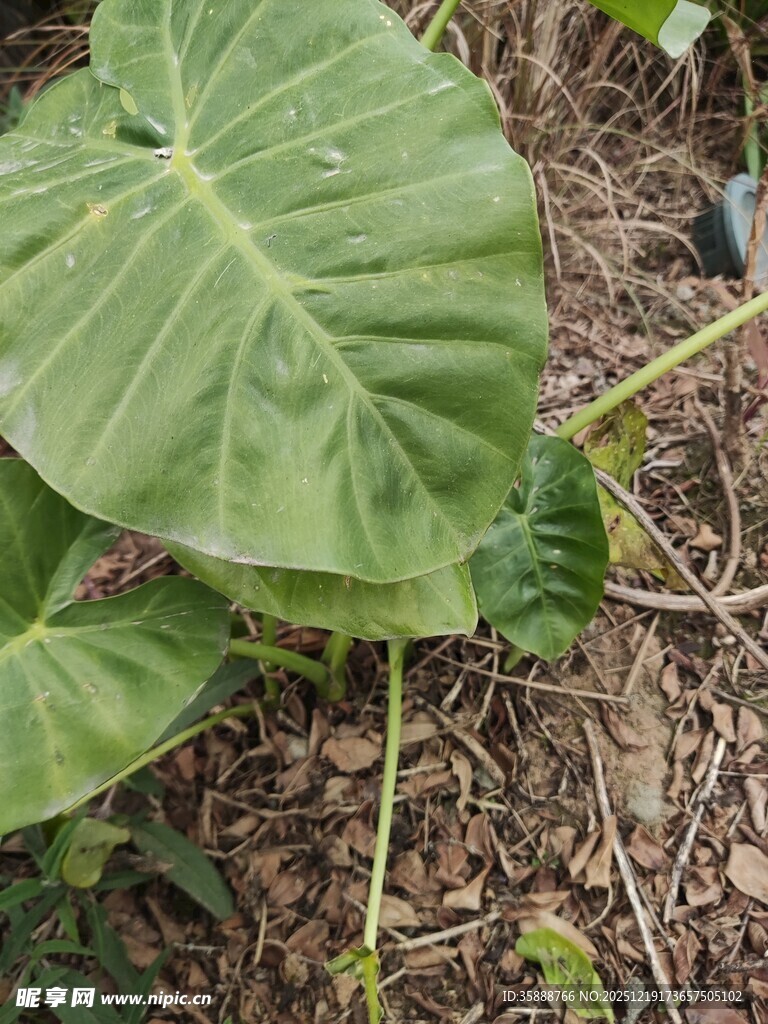 大叶片的绿色植物