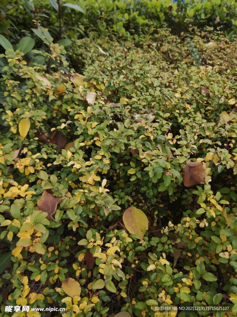 果园中繁茂的果树与果实