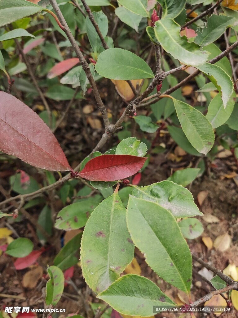多彩叶片植物特写
