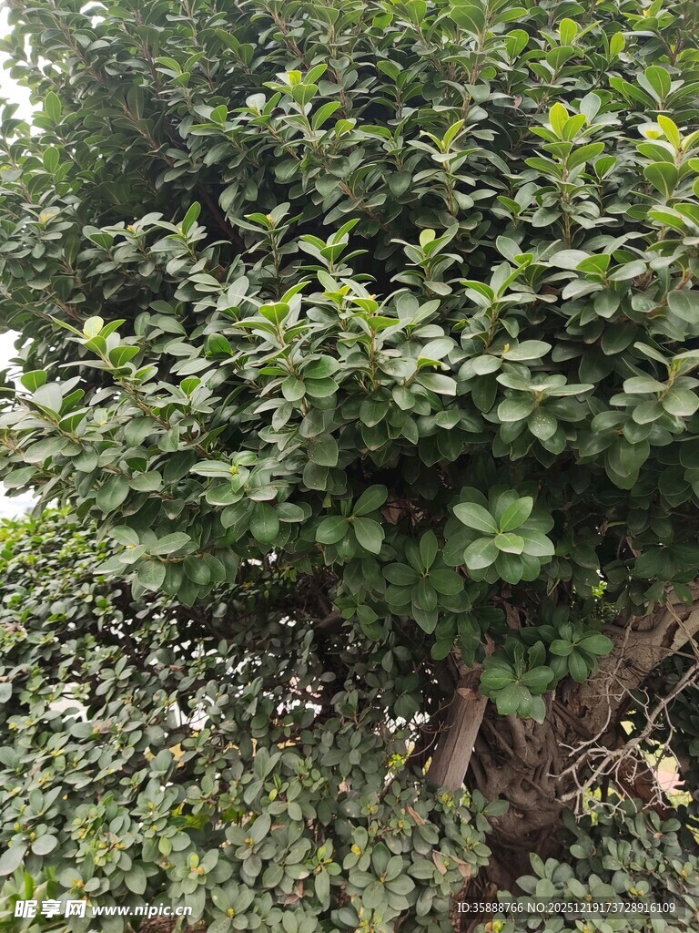 茂盛绿植生机盎然的景象