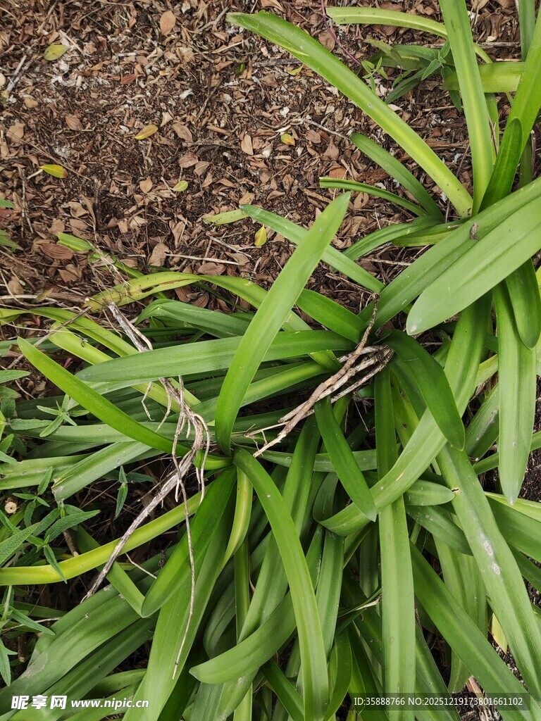 翠绿葱茏的丛生植物