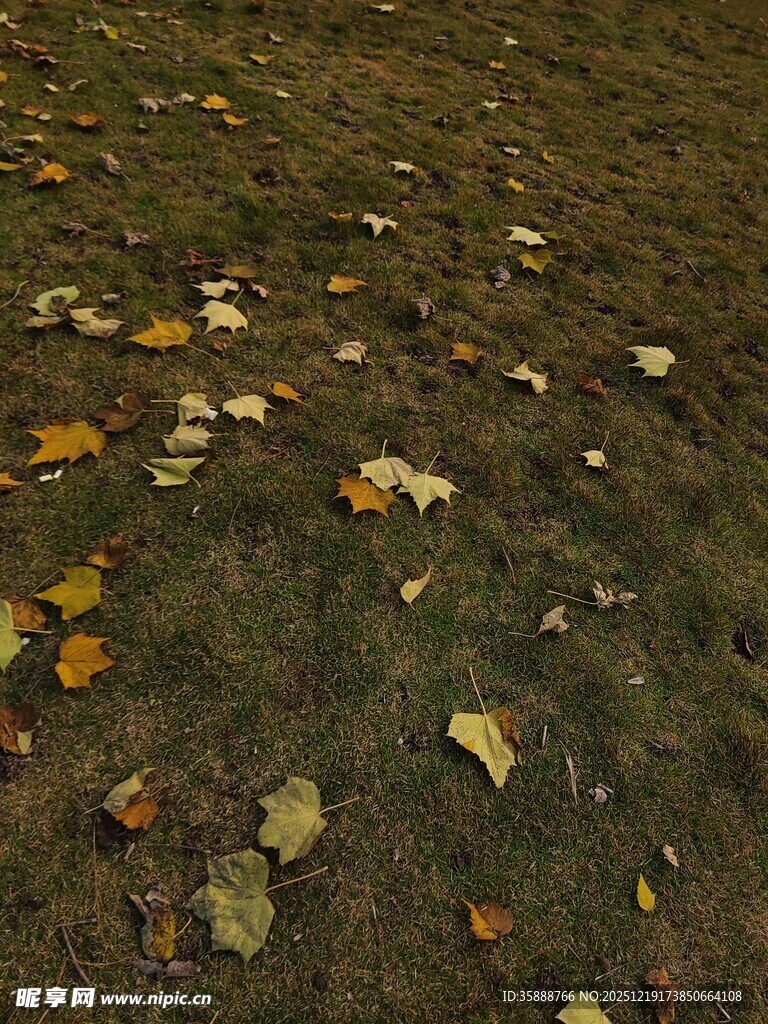 地面散落的多彩落叶
