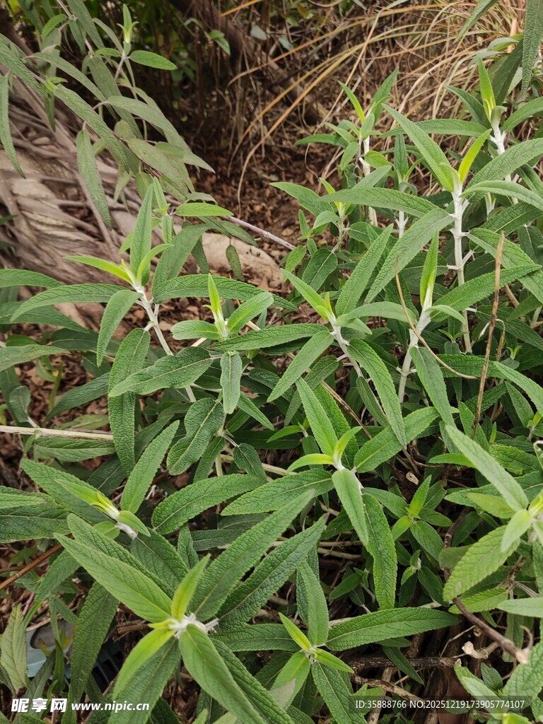 翠绿繁茂的野生植物