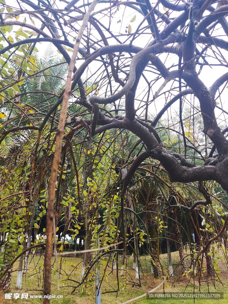 繁茂树枝下的绿意景致