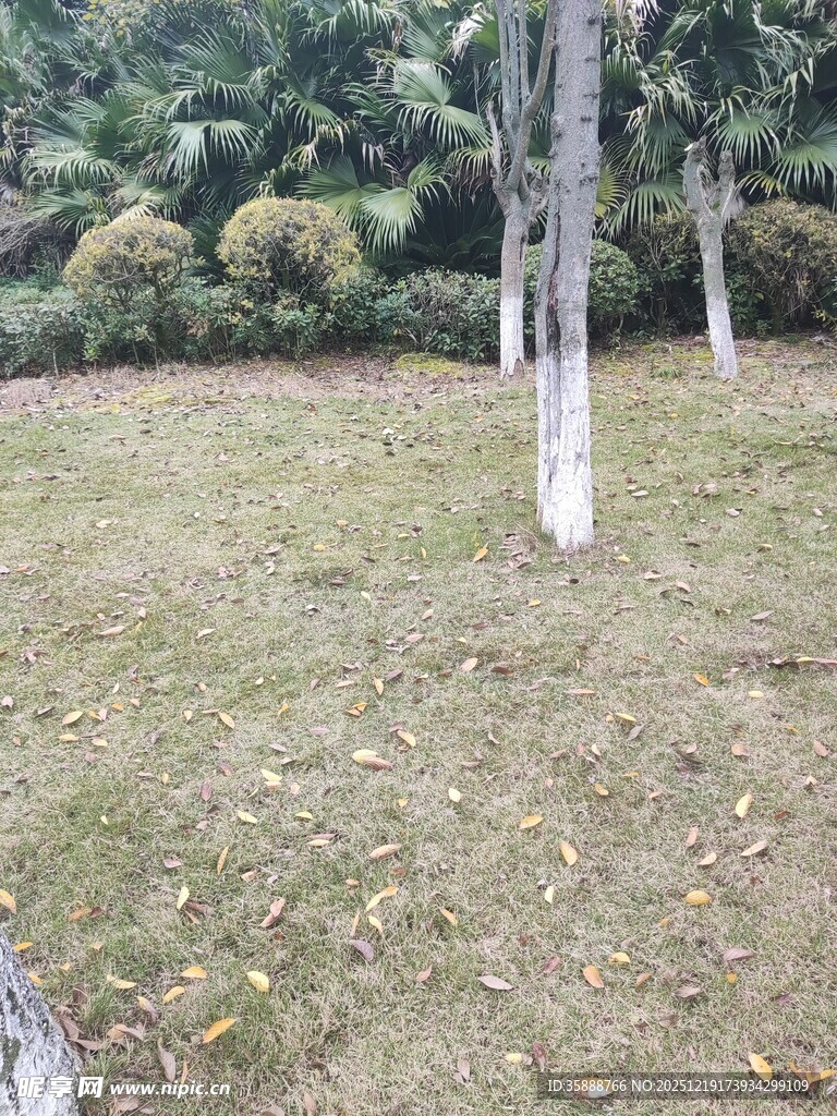 户外草地树木景观