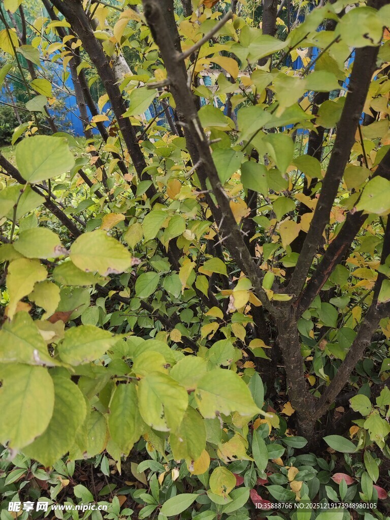 秋日枝头黄绿相间的树叶