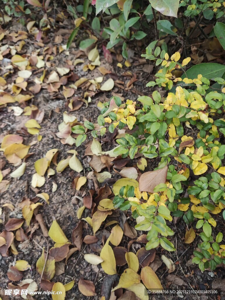 地面上的黄绿植物与落叶