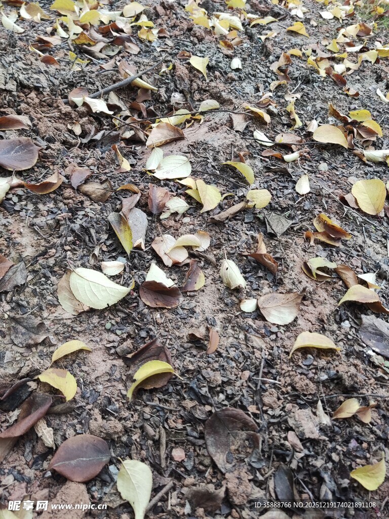 地面散落的多彩落叶