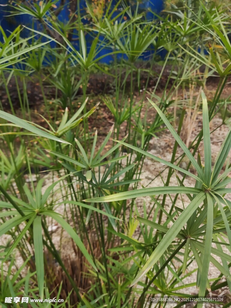 翠绿繁茂的野外植物景观