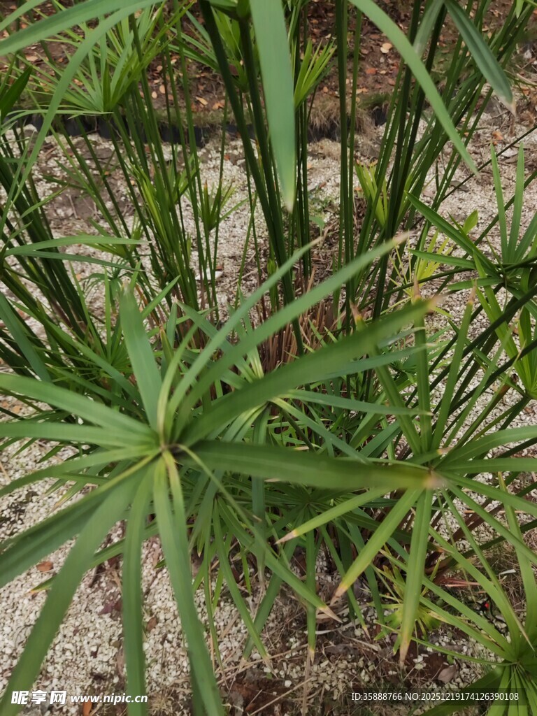 翠绿旱伞草特写
