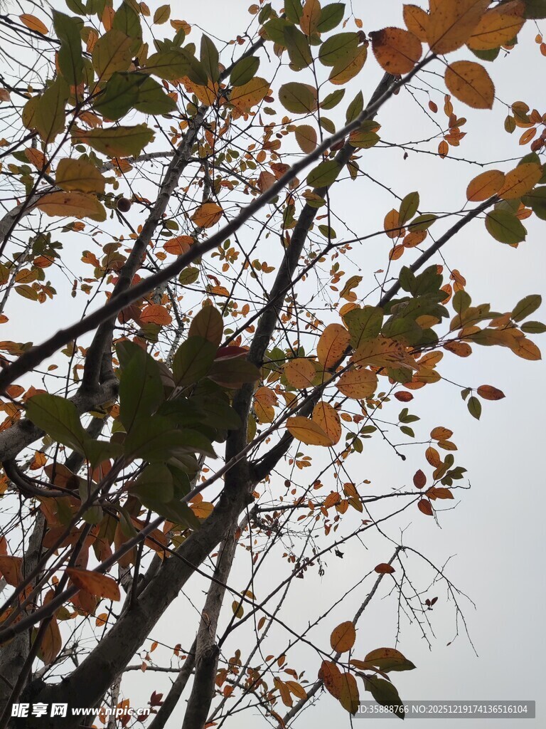 秋日树梢斑斓树叶