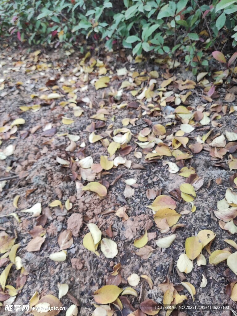 落叶铺地的自然景致