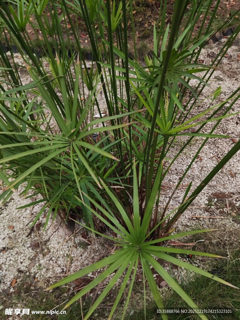 翠绿旱伞草特写