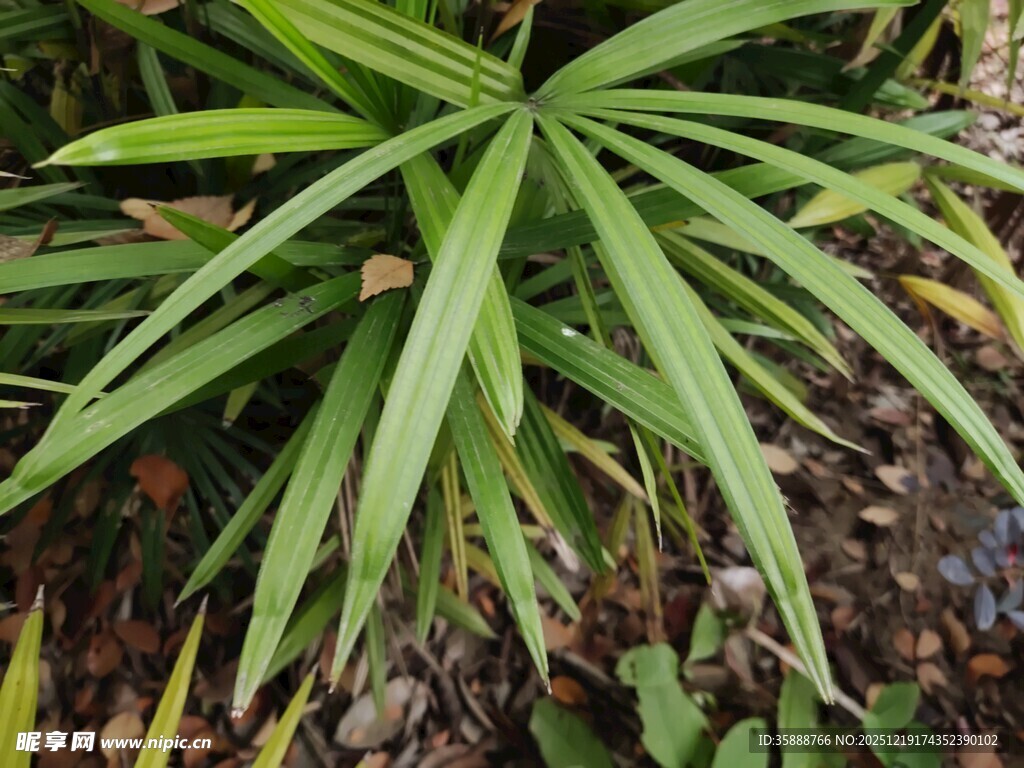 翠绿棕榈叶尽显自然生机