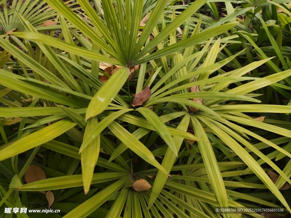 翠绿棕竹植物特写