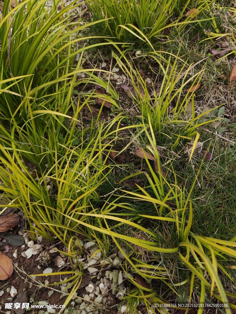 翠绿丛生的观赏草植物