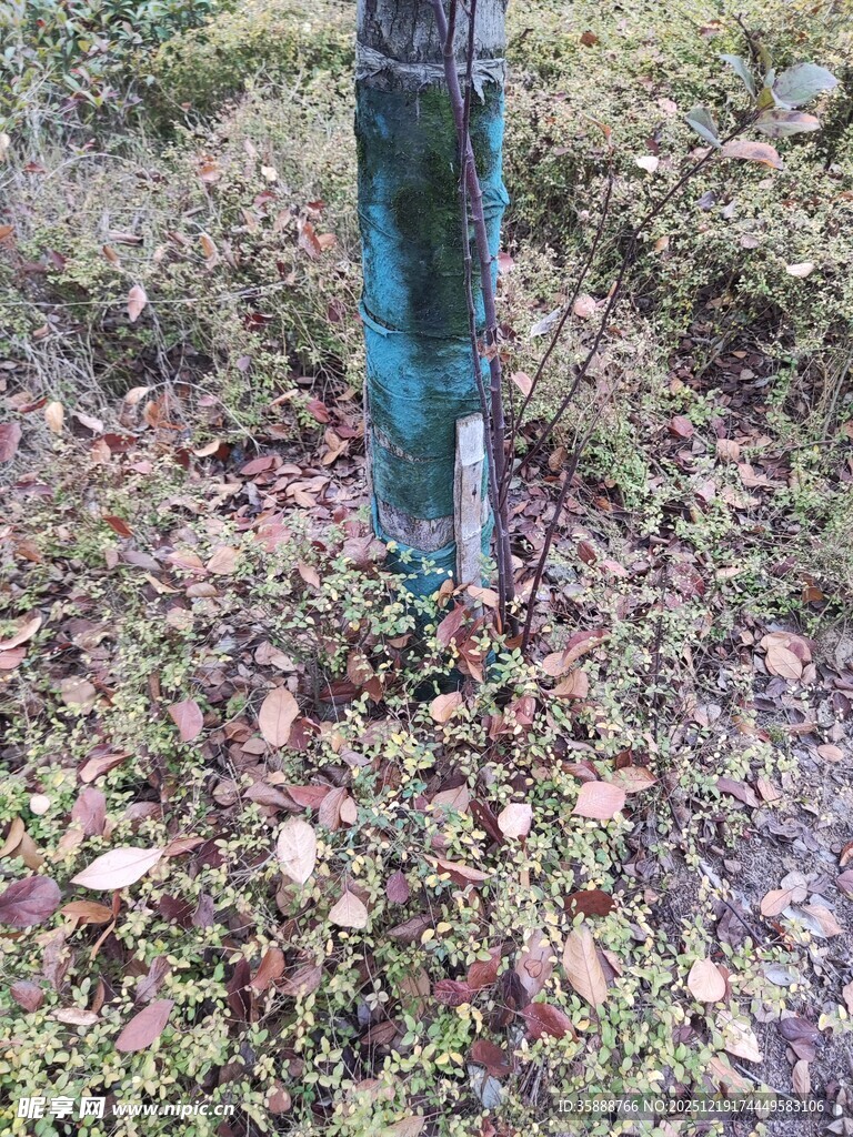 树干旁的地面与落叶