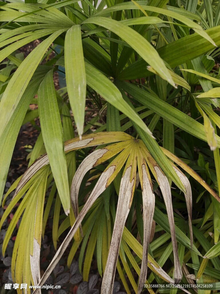 斑驳叶片的绿植特写