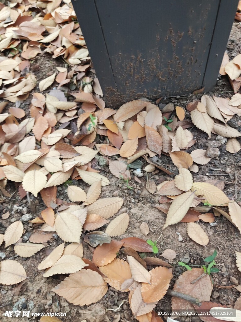 落叶环绕的黑色物体