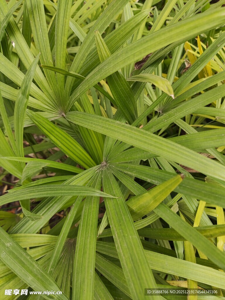 翠绿细长叶片的植物