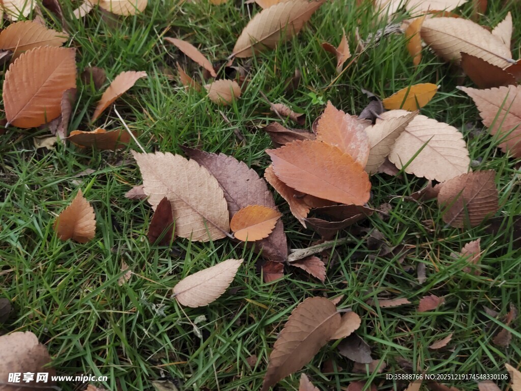 草地上的碎陶片与落叶