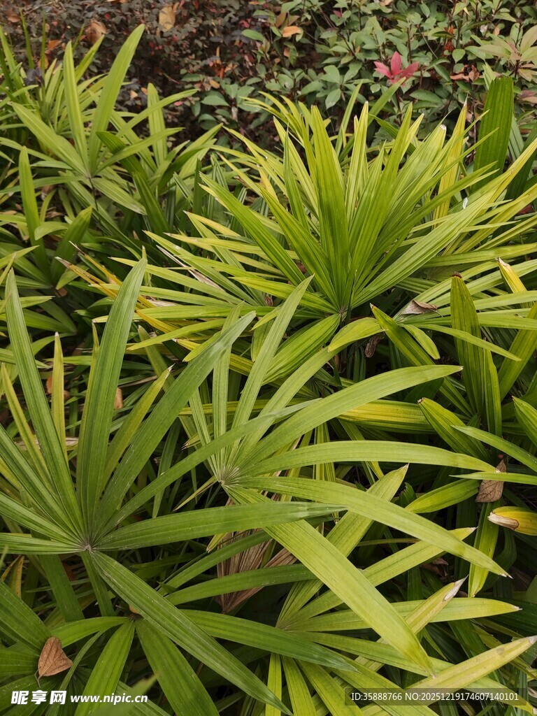 翠绿羽状叶片植物特写